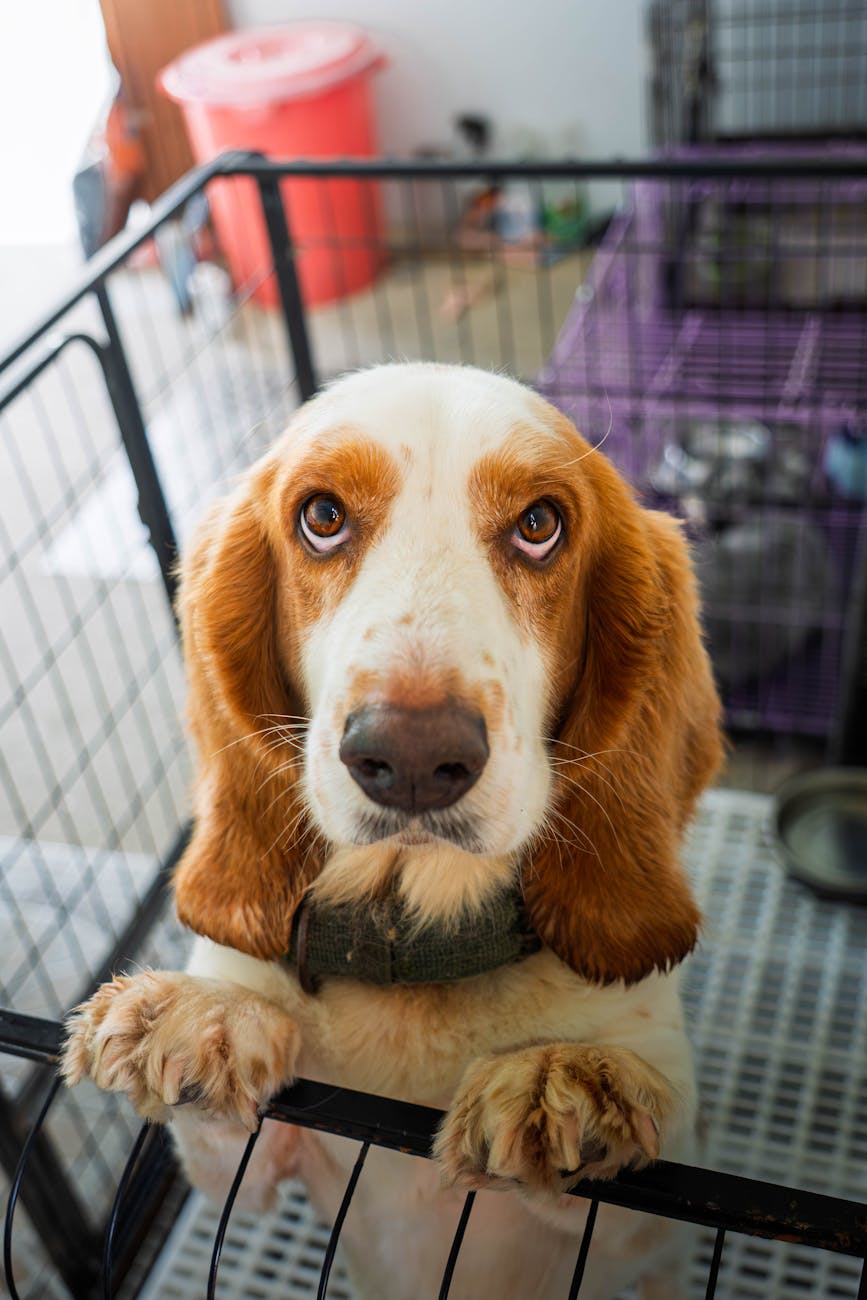 basset hound puppy in indoor kennel