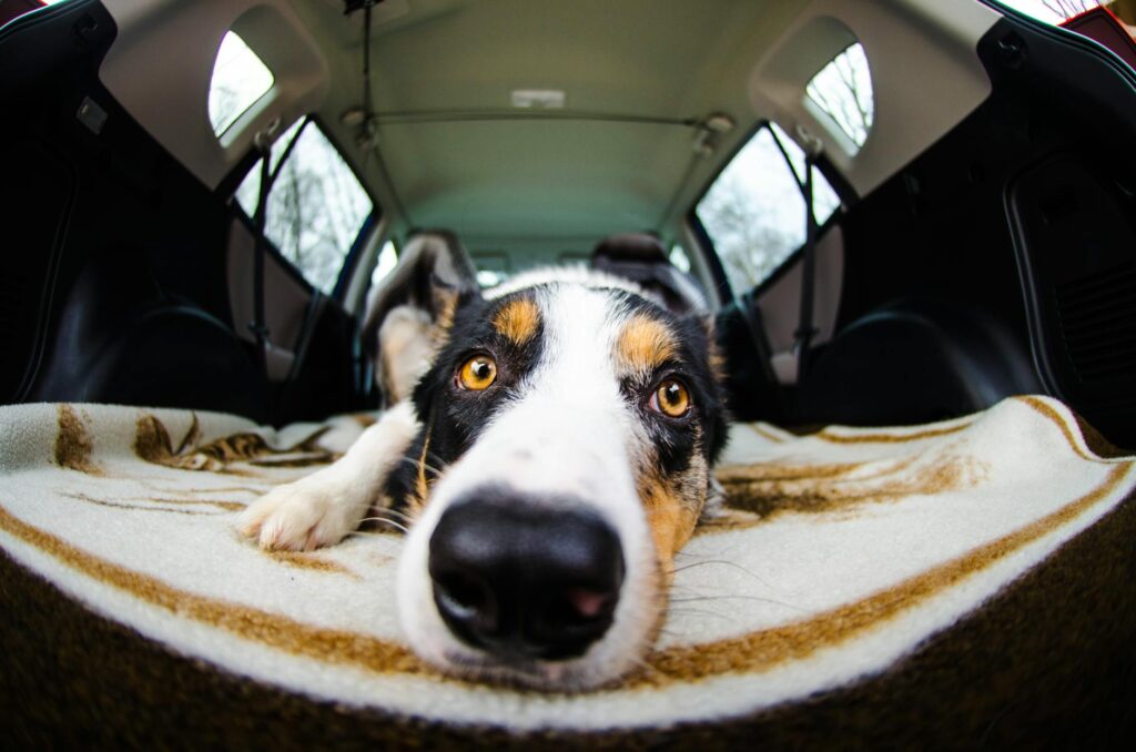 a cute dog lying on the car