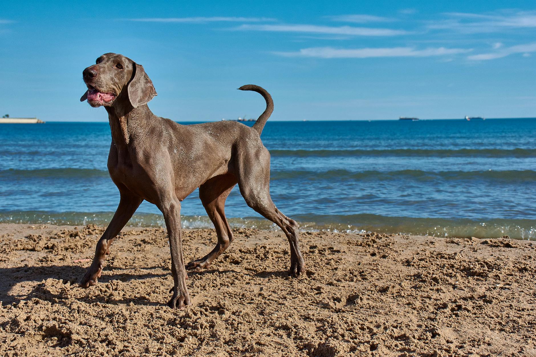 weimaraner dog on the beach